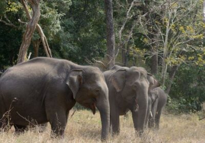 elephants-1 - www.nankanasahibtour.com
