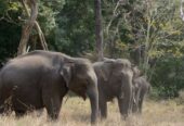 elephants - www.nankanasahibtour.com