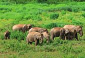 elephants-kui-buri-national-park-w-900 - www.nankanasahibtour.com