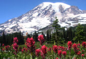 mt-rainer-3 - www.nankanasahibtour.com