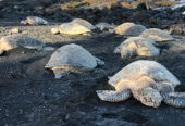 sea-turtles-at-punaluu-black-sand-beach-hawaii - www.nankanasahibtour.com